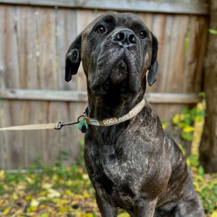 Merrell obojok pre psa (jaf26691-176) príslušenstvo 6T64271 sépiový odtieň unisex